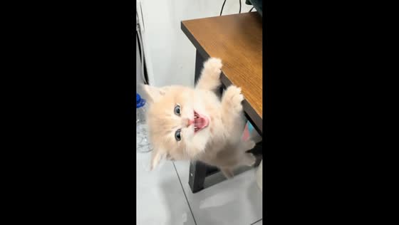 British Longhair cat hangs on table and meows loudly in Liaoning, China