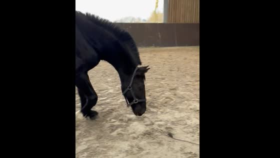 Horse runs after a string in Wervicq-Sud, France