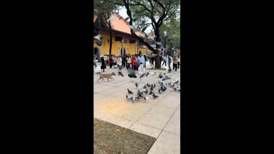 Dog disrupts bird feeding at Kaifu Temple in Hunan, China