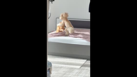 Playful poodle and cat wrestle on bed in Szolnok, Hungary