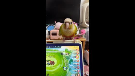 Talking bird repeats owner's words while perched on tablet in Jiangsu, China