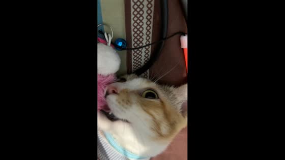 Cat hilariously “plays dead” while frozen mid-play in Bekasi, Java, Indonesia