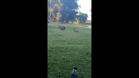 Dachshund playfully chases capybara in Mar del Plata, Argentina