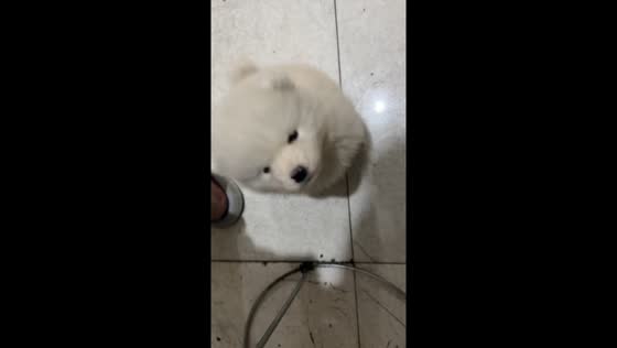 Samoyed dog responds to call and gets treat in Xinjiang, China