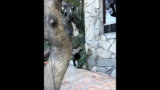 Visitors encounter black bear at Parque Chipinque in Monterrey