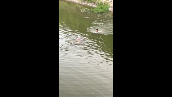 Military veteran rescues drowning woman from river in Anhui, China