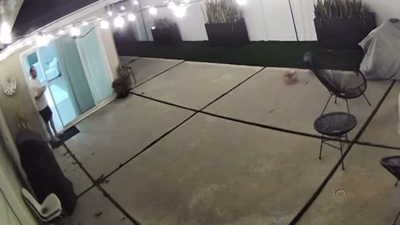 Dog's mischievous mishap: a run and bump in Philadelphia