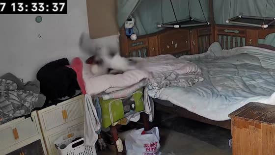 Funny pet interaction inside a room in Fujian, China