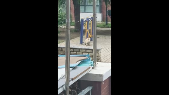 Dog barks at air walker and makes it swing in Jilin, China