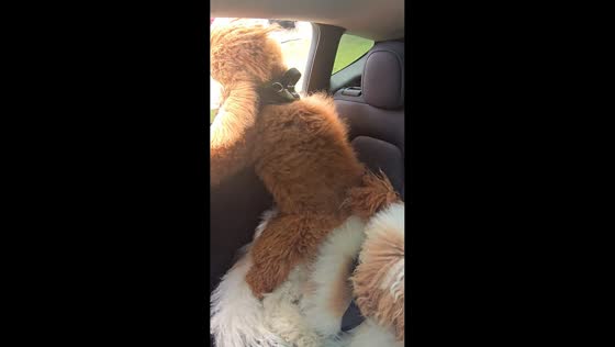 Dog uses sibling as “booster seat” during car ride in Chicago, Illinois, USA