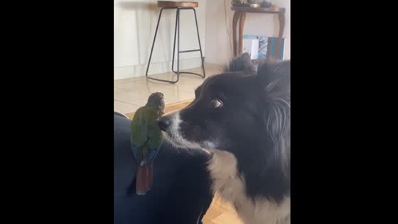 Dog stares at owner after being told not to eat pet bird