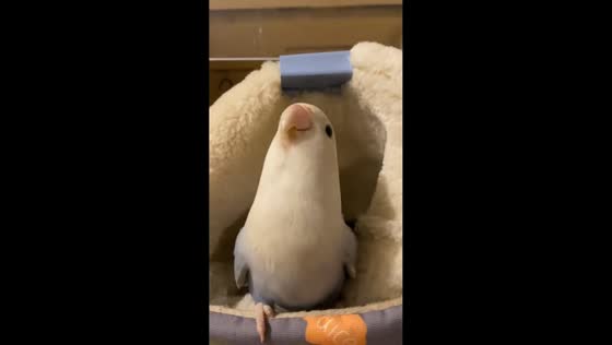 Cute parrot makes adorable sounds in Hunan, China