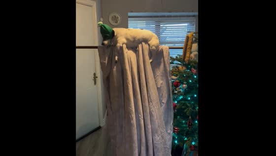 Person shares Christmas video of dog "flying" in Dublin