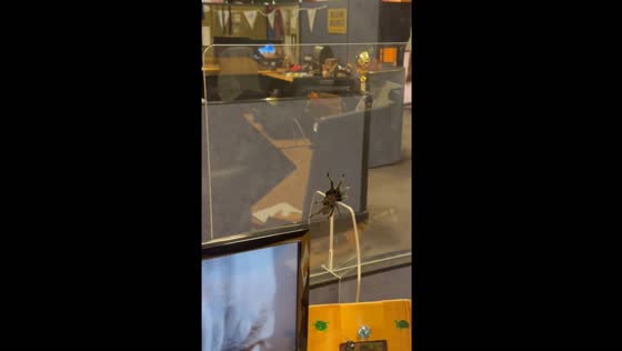 Spider disrupts workspace in Tulsa, Oklahoma