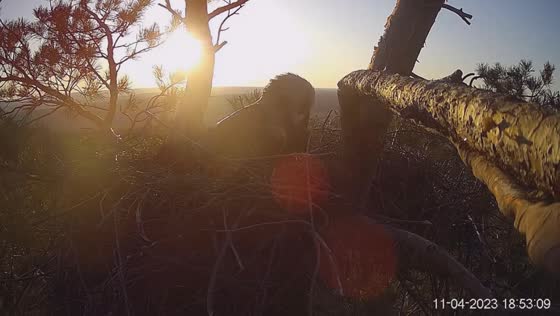 Arbushka the eagle lays first egg, faces nest predation, but continues breeding efforts