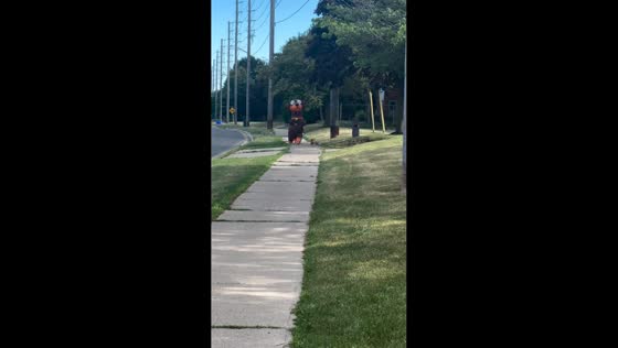 Dachshund walks with owner in matching mascot costume in Oshawa, Canada