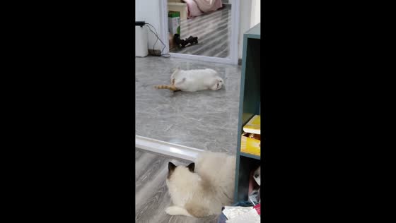 Cat rolls like a ball while trying to groom itself in Zhejiang, China