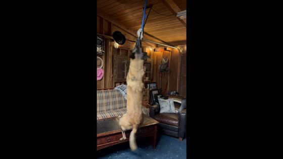 Belgian Malinois hangs from rope toy in hilarious display of strength in Gig Harbor, USA