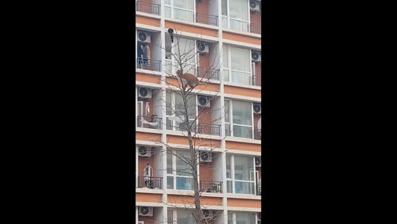 Cat's failed attempt to catch bird in Dalian, China