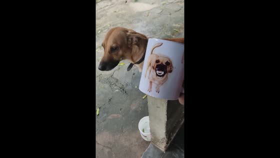 Adorable dog Bradinha mimics owner's hilarious cup face in wagging tail delight!