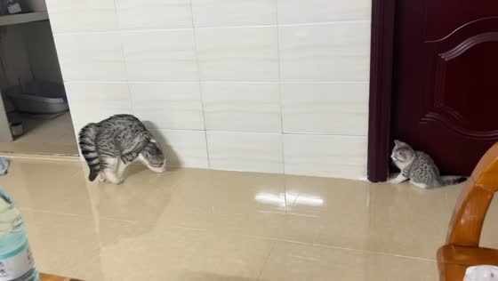 Cat gets distracted by its own tail while approaching kitten in Guangdong, China