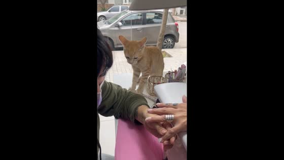 Mischievous cat interrupts nail salon in Villa María, Argentina