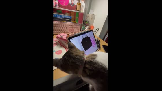 Cat gets confused watching video on tablet