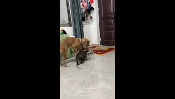 Cat removes plastic from dog’s head and plays with it in Yunnan, China