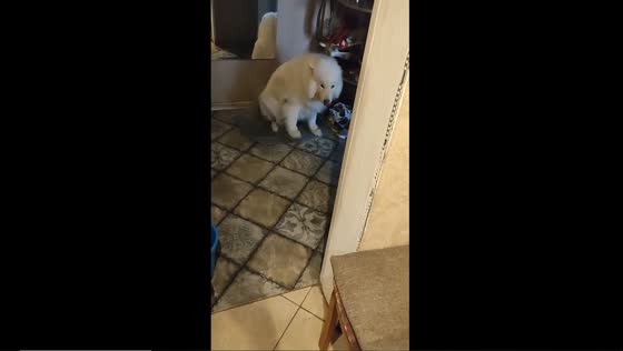 Caught on camera: culinary canine caper in Vitebsk, Belarus