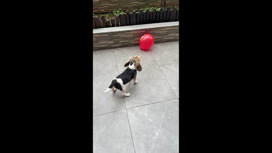 Beagle excitedly plays with balloon in Chongqing, China