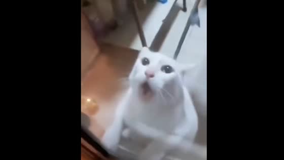 Cat meows loudly while owner fights mouse in Hebei, China