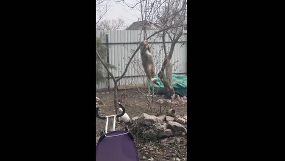 Tigrik the acrobatic cat: a daring feat for a lard treat