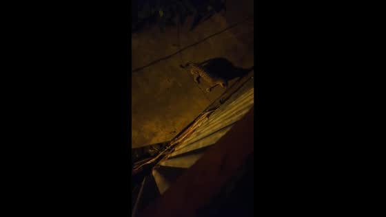 Jaguar spotted outside home in Costa Rica, potentially targeting prey