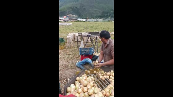 Onion harvest turns into a funny moment in Bailadores, Venezuela