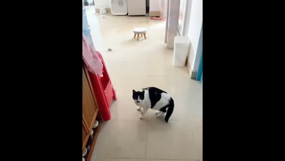 Cat suddenly sprints across house in Guangdong, China
