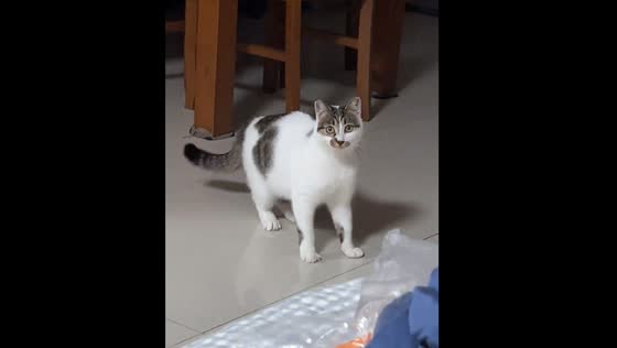 Cat in Jiangsu Province invites owner to play with exaggerated movements