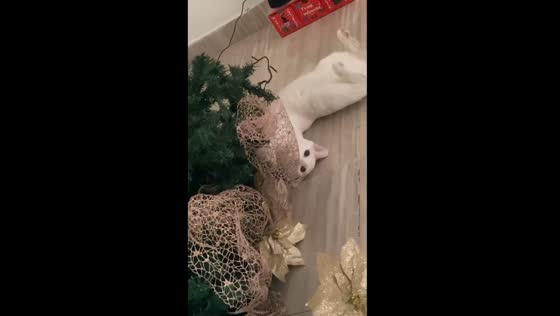 Playful cat toppled Christmas tree: mischievous festive antics!