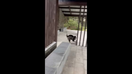 Energetic dog crashes into beam then casually walks away in Hubei, China