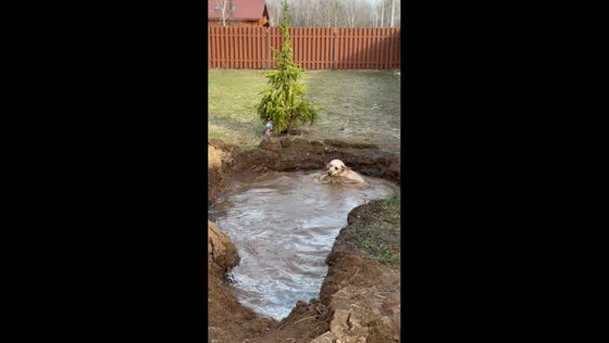Labrador enjoys muddy swim in construction pit in Tula, Russia