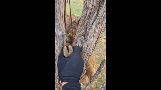 Man frees a goat trapped by a twisted tree branch in Putaendo, Chile
