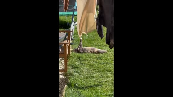 Sun-loving cat relaxing in garden in Norfolk, England, UK