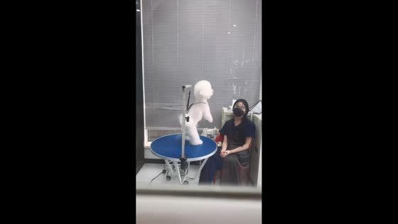 Dog stands upright after haircut in Shanghai, China