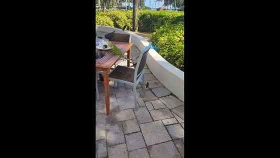 Iguana steals waffle as birds take over table in Deerfield Beach, Florida, USA