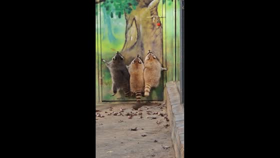 Raccoons try to climb painted tree at zoo in Shandong, China
