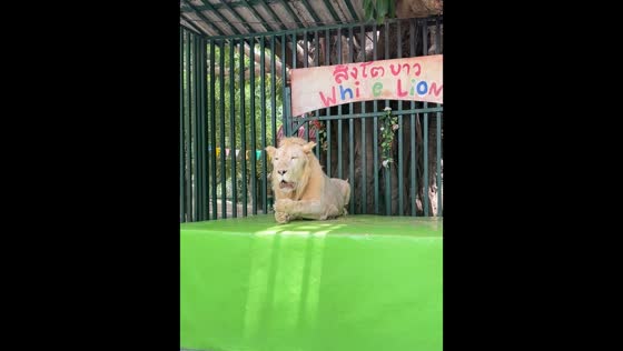 Lion lets out powerful roar at Hua Hin Safari & Adventure Park in Thap Tai, Thailand