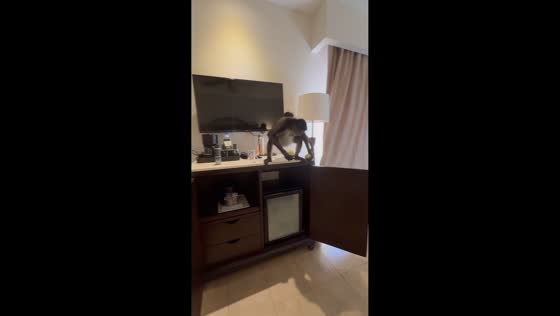 Clever monkey with baby sneaks to steal an apple in Playa del Carmen, Mexico
