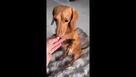 Adorable Dachshund enjoys red bell pepper treat in Miami, Florida, USA