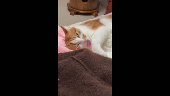 Cat hilariously sleeps with one eye open and tongue out in Sichuan, China