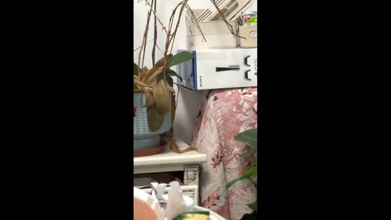 Rat falls from a side table in Guangdong, China