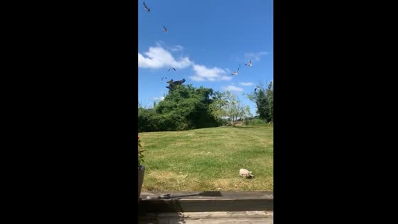 Birds swarm garden after meat and red kite sounds